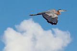 Heron In Flight_05232